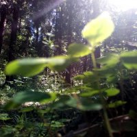 В чаще летнего леса :: Gopal Braj