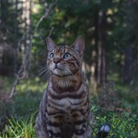 Леопард в лесу :: Aleksandr P.