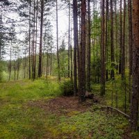 В сосновом лесу :: Николай Гирш