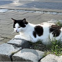 Зеленоградский котик. :: Валерия Комова