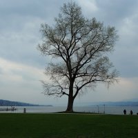 Одинокое дерево Цюрих Швейцария :: wea *