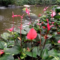 Парк орхидей и ботанический сад “Утопия” :: Светлана Хращевская