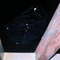 Рабочий инструмент паука :: Алла Яшникова
