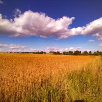 Пшеничное поле :: Любовь 