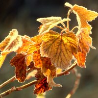 Осенние листочки золотые. :: nadyasilyuk Вознюк