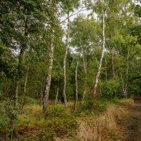 В сентябрьском лесу :: Николай Гирш