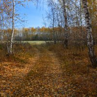 Листопад :: Геннадий Супрун