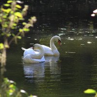 Осенний  блюз :: олег свирский 