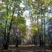 Октябрьский лес в Подмосковье :: Gopal Braj
