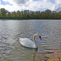 Осенний лебедь! :: Galina Dzubina