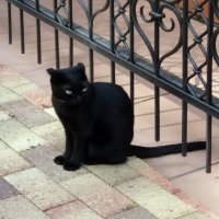 Черный кот :: Galina Solovova