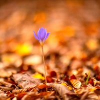 Осенний цветок :: Сергей Абашкин 