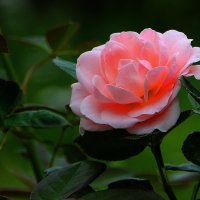 Красота роз дает им право на шипы.... :: Tatiana Markova