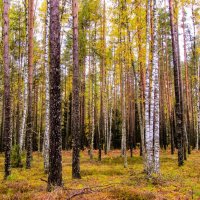 Октябрь в лесу :: Виталий Андрейчук