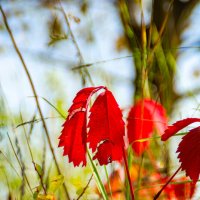 Красные листья :: Юлия Федосеева