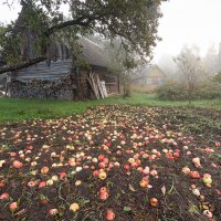 Осенние яблоки :: aliaksandr. 