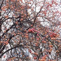 Октябрь дарит "райские яблочки " :: tamara 