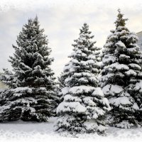 елки в снегу :: Танзиля Завьялова