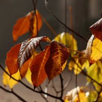 Осенние листья :: Юрий. Шмаков
