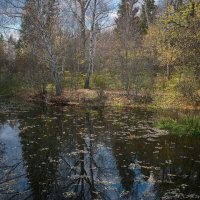 Старый пруд... :: Влад Никишин