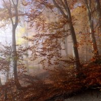 Осень, туман и солнце... :: Heinz Thorns