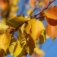 Абрикосовые листья в осени :: Татьяна Смоляниченко