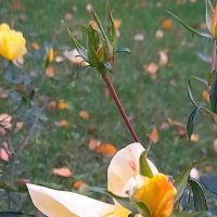 Очарование последних роз. :: Зоя Чария