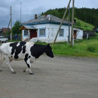 Шла корова по селу :: Александр Рыжов