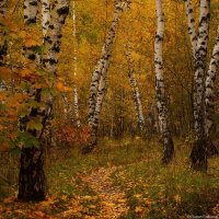 В осеннем лесу :: Pavel Blashkin