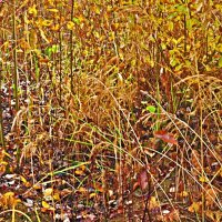 Осенние травы! :: Владимир 
