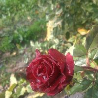 Роза :: Azimuth 