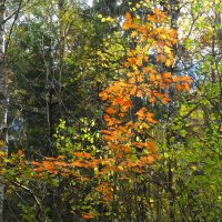 Картинки из осеннего леса :: Маргарита Батырева