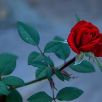 Красная роза :: Любовь 