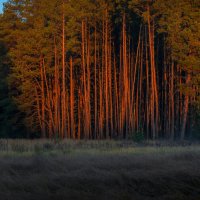 Сосновый лес :: Фёдор. Лашков