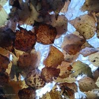 Сквозь осенние листья :: Юлия Погодина