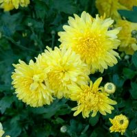 Желтая хризантема - символ Осени... :: ГЕНРИХ 