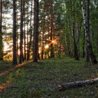 Вечером в лесу :: Сергей Шабуневич