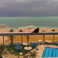Мёртвое море с балкона отеля Краун Плаза. :: Светлана Хращевская