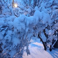 Окутаны ветки снежным покрывалом :: Валентина Богатко 