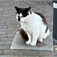 Зеленоградский кот. :: Валерия Комова