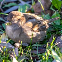 Птица-воробей, сидящая в траве :: Руслан Лесков