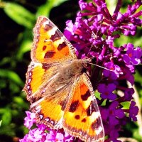 Бабочки в нашем саду... :: ГЕНРИХ 