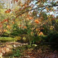 Осень в ботаническом саду :: Nina Yudicheva