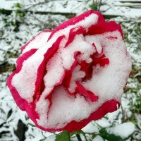 Роза в снегу. :: Руслан Сорочинский