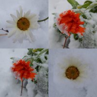 с первым снегом! :: Alisa Koteva 