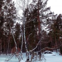 Ноябрьский лес... :: Андрей Хлопонин