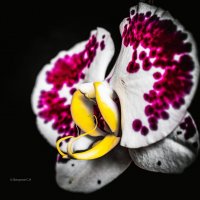 Орхидея :: Sergei Vikulov