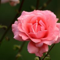 Прелестная роза блистала в саду :: Юрий. Шмаков