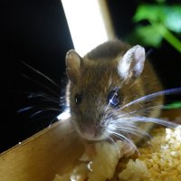 Очень усатая лесная мышь :: Алла Яшникова