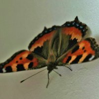 Домашняя бабочка :: Светлана 